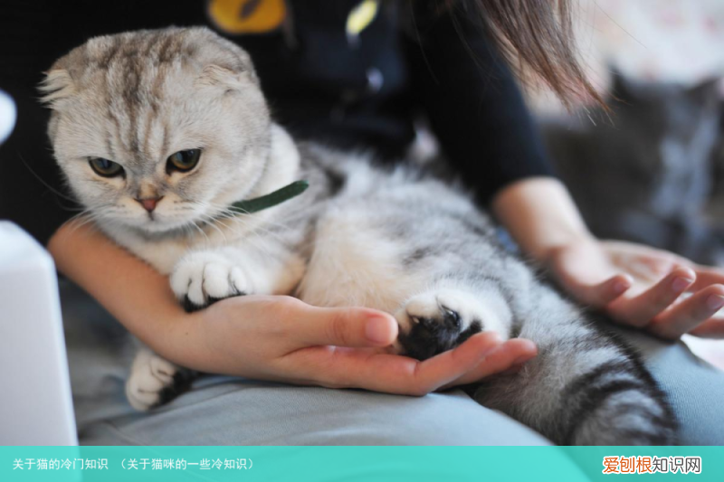 关于猫咪的一些冷知识 关于猫的冷门知识