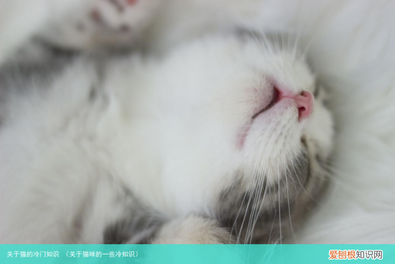 关于猫咪的一些冷知识 关于猫的冷门知识
