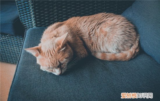 猫连续打喷嚏是怎么回事,猫连续打喷嚏流鼻涕,猫连续打喷嚏怎么办,猫一直打喷嚏是怎么办