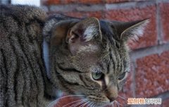 猫咪抑郁的症状表现,猫咪抑郁的表现,猫咪精神抑郁是什么情况，猫咪得抑郁症的症状
