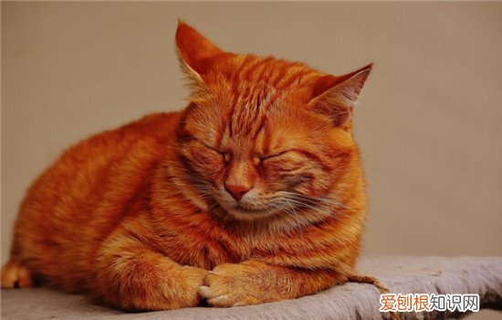 猫咪抑郁的症状表现,猫咪抑郁的表现,猫咪精神抑郁是什么情况，猫咪得抑郁症的症状