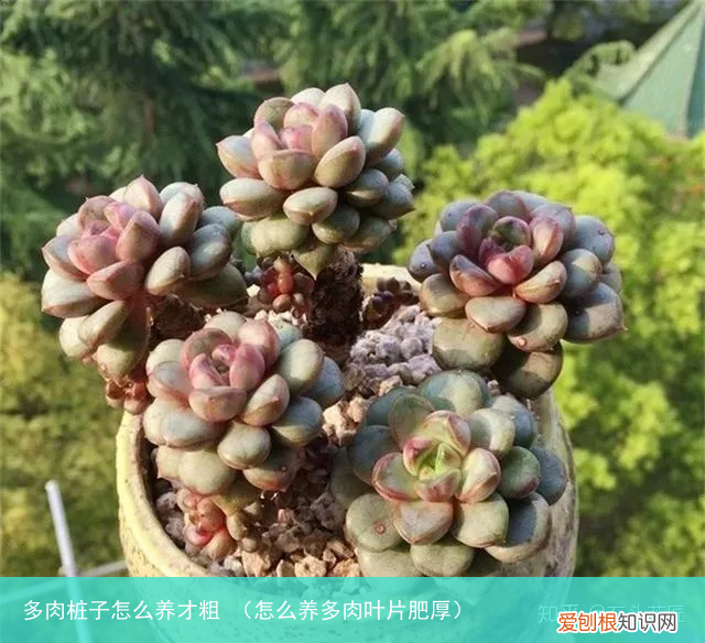 怎么养多肉叶片肥厚 多肉桩子怎么养才粗