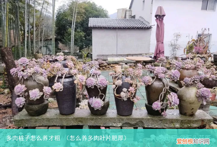 怎么养多肉叶片肥厚 多肉桩子怎么养才粗