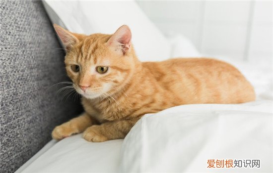 猫咪耳朵掉毛一块秃了,猫咪耳朵掉毛怎么办,猫咪耳朵掉毛是什么原因