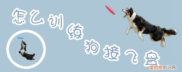 怎么训练狗接飞盘,怎么训练狗接飞盘的能力