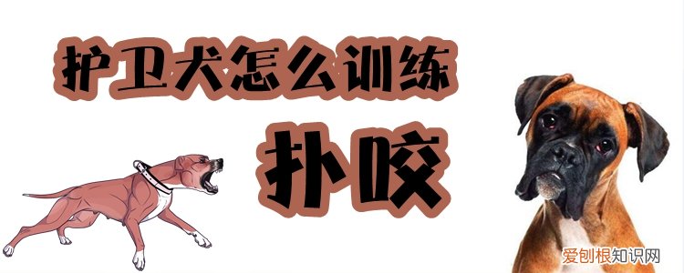 护卫犬怎么训练扑咬,主人怎样训练犬扑咬