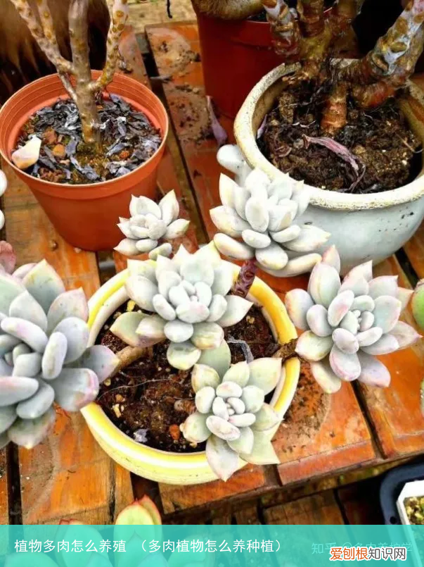 多肉植物怎么养种植 植物多肉怎么养殖