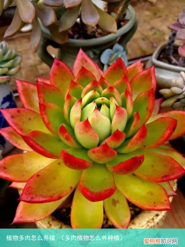 多肉植物怎么养种植 植物多肉怎么养殖