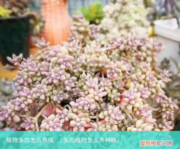 多肉植物怎么养种植 植物多肉怎么养殖