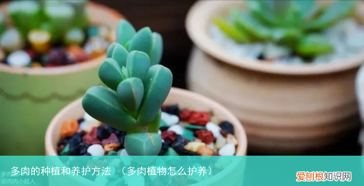 多肉植物怎么护养 多肉的种植和养护方法