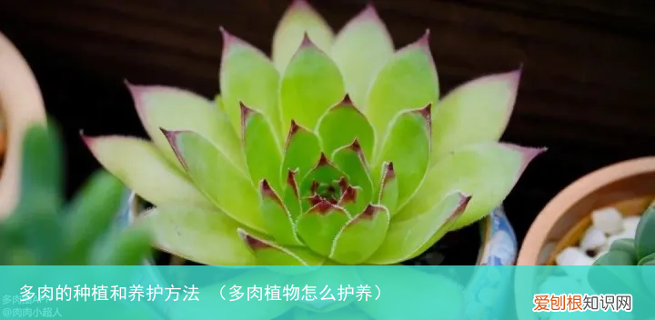 多肉植物怎么护养 多肉的种植和养护方法
