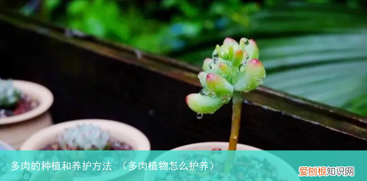 多肉植物怎么护养 多肉的种植和养护方法