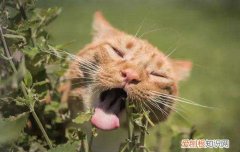 猫异食癖是什么引起的,猫的异食癖是为什么,异食癖是什么引起的，猫得了异食癖