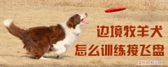 边境牧羊犬怎么训练接飞盘，训练边牧接飞盘的方法