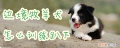 边境牧羊犬怎么训练趴下，怎么训练边牧进笼子