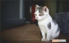如何预防猫杯状病毒,杯状病毒怎么预防,猫杯状病毒怎么预防，怎么治疗猫杯状病毒