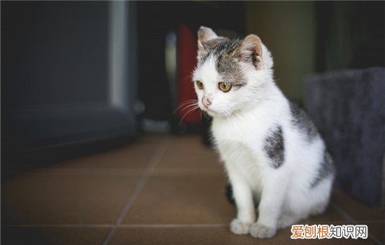 如何预防猫杯状病毒,杯状病毒怎么预防,猫杯状病毒怎么预防，怎么治疗猫杯状病毒