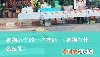 狗狗有什么技能 狗狗必学的一些技能