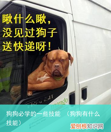狗狗有什么技能 狗狗必学的一些技能