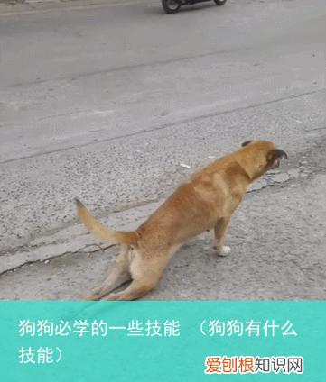 狗狗有什么技能 狗狗必学的一些技能