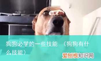 狗狗有什么技能 狗狗必学的一些技能