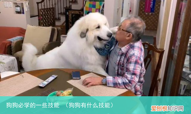 狗狗有什么技能 狗狗必学的一些技能
