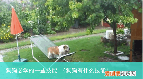 狗狗有什么技能 狗狗必学的一些技能