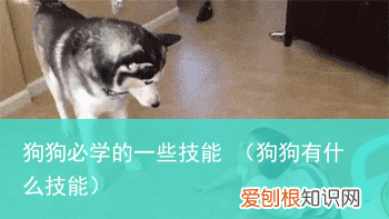 狗狗有什么技能 狗狗必学的一些技能