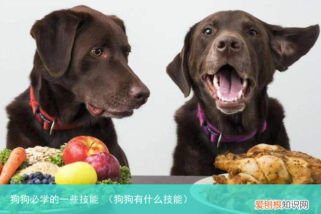狗狗有什么技能 狗狗必学的一些技能