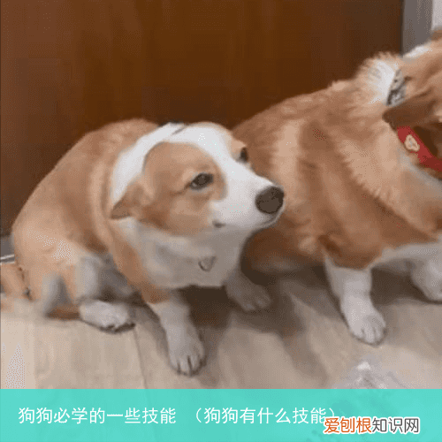 狗狗有什么技能 狗狗必学的一些技能
