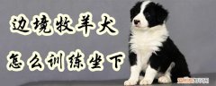 边境牧羊犬怎么训练坐下，边境牧羊犬如何训练方法