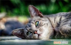 猫脂肪肝是什么原因,猫脂肪肝是怎么形成的,猫脂肪肝的症状，猫脂肪肝是什么原因造成的