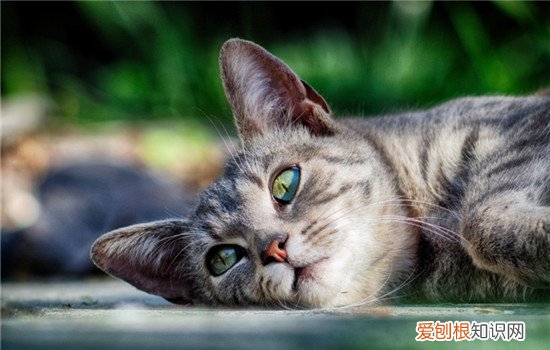 猫脂肪肝是什么原因,猫脂肪肝是怎么形成的,猫脂肪肝的症状，猫脂肪肝是什么原因造成的