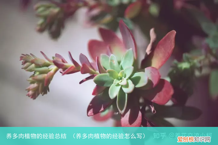 养多肉植物的经验怎么写 养多肉植物的经验总结