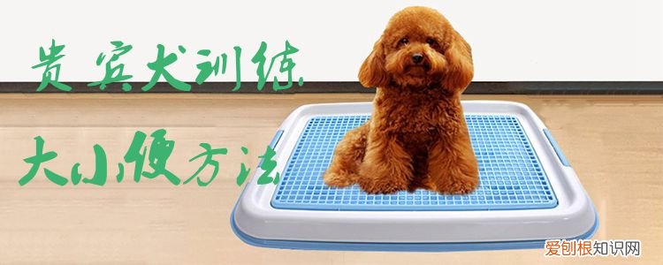 贵宾犬训练大小便方法，贵宾犬训练大小便方法视频