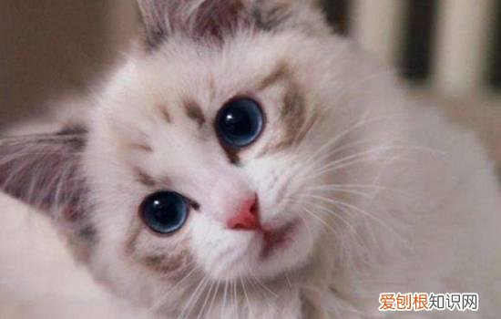 猫乳头旁边有黑色,母猫乳头旁边有黑黑的,猫乳头旁边有黑东西
