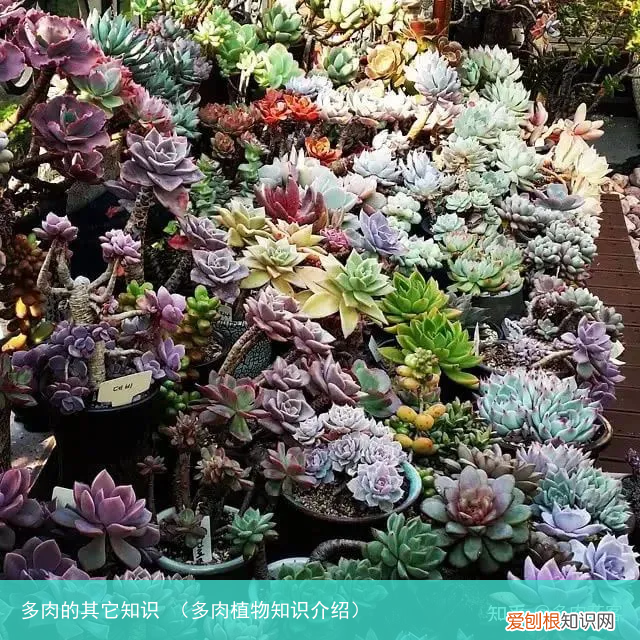 多肉植物知识介绍 多肉的其它知识