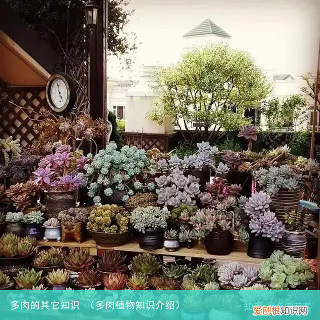 多肉植物知识介绍 多肉的其它知识