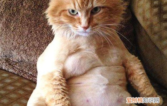 猫可以外用哪些消炎药,猫可以同时吃消炎药和感冒药,猫一次吃了两颗消炎药会怎么办