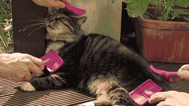 猫得抑郁症会慢慢好吗,猫得抑郁症了怎么办,猫得抑郁症能治好么，猫咪抑郁症会怎样