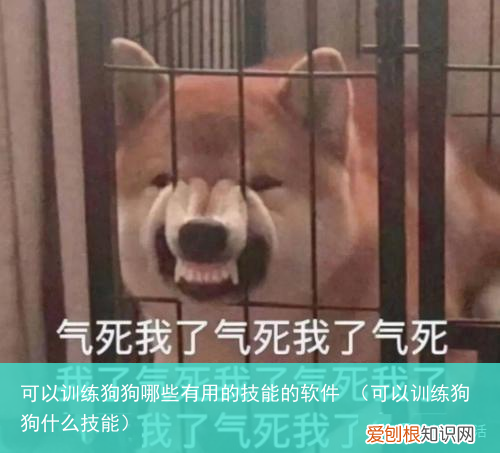 可以训练狗狗什么技能 可以训练狗狗哪些有用的技能的软件