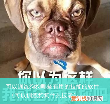 可以训练狗狗什么技能 可以训练狗狗哪些有用的技能的软件