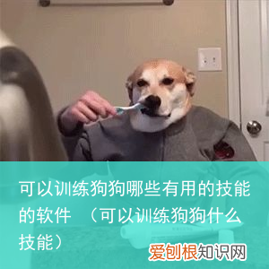 可以训练狗狗什么技能 可以训练狗狗哪些有用的技能的软件
