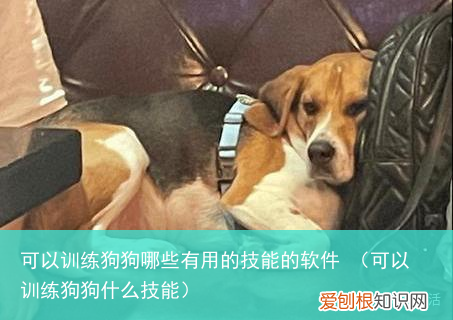 可以训练狗狗什么技能 可以训练狗狗哪些有用的技能的软件