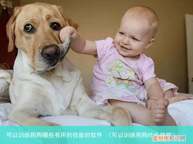 可以训练狗狗什么技能 可以训练狗狗哪些有用的技能的软件