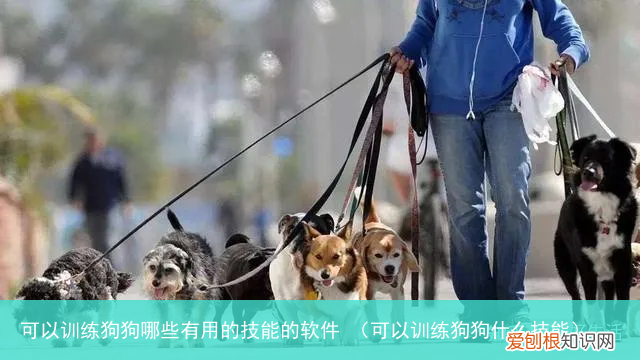可以训练狗狗什么技能 可以训练狗狗哪些有用的技能的软件