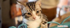 猫背弓起来是什么意思咕噜咕噜 猫背弓起来是什么意思