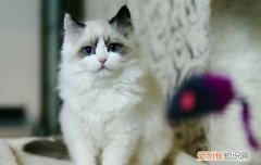 怎么判断猫抑郁症,怎么判断猫是否抑郁症,猫得了抑郁症会怎么样，如何判断猫咪有没有抑郁症