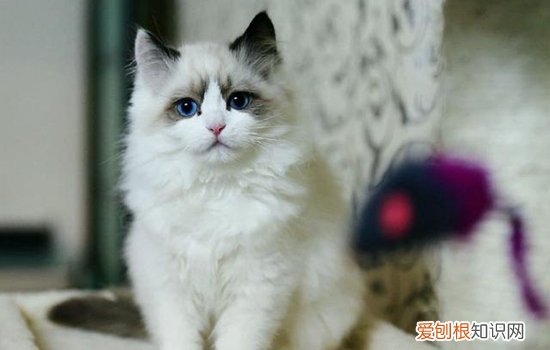 怎么判断猫抑郁症,怎么判断猫是否抑郁症,猫得了抑郁症会怎么样，如何判断猫咪有没有抑郁症