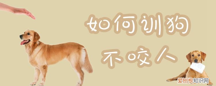 如何训狗不咬人，怎样训训练狗狗不咬人